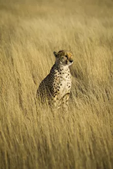 Acinonyx Jubatus Gallery: Kalahari desert, Southern Namibia, Africa. Cheetah in the wild