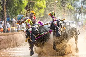 Sport Prints: Kambala, traditional buffalo racing, Kerala, India