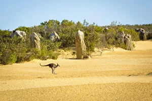 Western Australia Collection: Kangaroo in the Pinnacle Desert, Western Australia