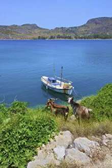Goat Gallery: Karathona Beach, Nafplio, Argolis, The Peloponnese, Greece, Southern Europe