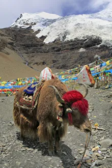Tibet Gallery: Karola Glacier (5560 m), Shannan Prefecture, Tibet, China