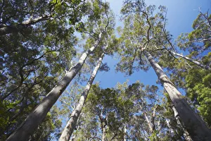 Karri trees in Warren National Park, Pemberton, Western Australia, Australia