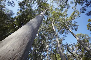 Karri trees in Warren National Park, Pemberton, Western Australia, Australia