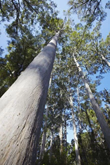 Western Australia Collection: Karri trees in Warren National Park, Pemberton, Western Australia, Australia