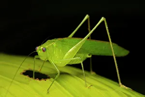 Katydid, Costa Rica