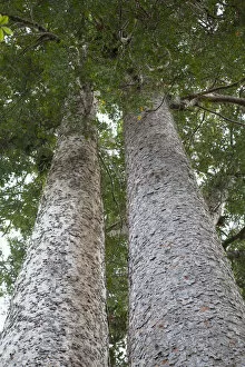 Kauri trees on 309 Kauri Grove trail, Coromandel Peninsula, North Island, New Zealand