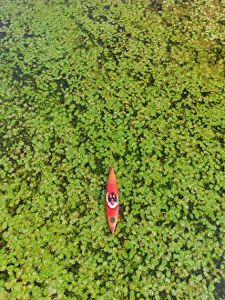Images Dated 24th August 2023: Kayaker in Lilypads, Norfolk Broads National Park, Norfolk, England