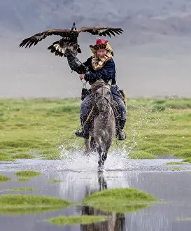Mongolia Prints: Kazakh Eagle hunter galloping through water on horseback with his trained golden eagle