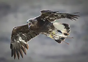 Flight Prints: Kazakh Eagle hunter's Golden Eagle in flight
