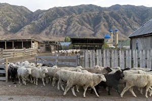 Images Dated 29th November 2022: Kazakhstan, Saty, sheep leave the farm and head to the grassy pastures
