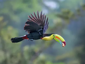 Flight Prints: Keel-billed Toucan in flight (Ramphastos sulfuratus), Boca Tapada, Costa Rica