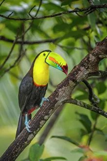 Toucan Prints: Keel-billed Toucan (Ramphastos ambiguus), Costa Rica