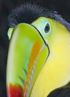 Toucan Gallery: Keel-billed toucan (Ramphastos sulfuratus), Costa Rica