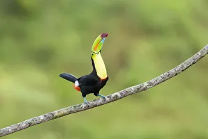 Keel-billed Toucan (Ramphastos sulfuratus), Costa Rica
