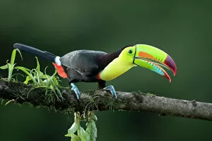 Images Dated 13th December 2022: Keel-billed Toucan (Ramphastos sulfuratus) perched on branch showing tongue, Lowland rainforest