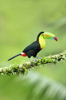 Images Dated 13th December 2022: Keel-billed Toucan (Ramphastos sulfuratus) perched on branch, Lowland rainforest, Boca Tapada