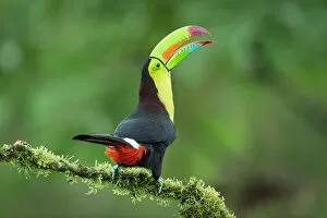 Images Dated 13th December 2022: Keel-billed Toucan (Ramphastos sulfuratus) perched on branch with bromeliad, Lowland rainforest