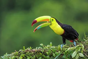 Forests Prints: Keel-billed Toucan (Ramphastos sulfuratus), Costa Rica