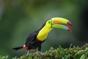 Toucan Prints: Keel-billed Toucan (Ramphastos sulfuratus), Costa Rica