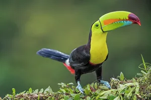 Toucan Prints: Keel-billed Toucan (Ramphastos sulfuratus), Costa Rica