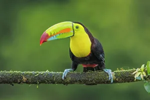 Rain Forest Prints: Keel-billed Toucan (Ramphastos sulfuratus), Costa Rica