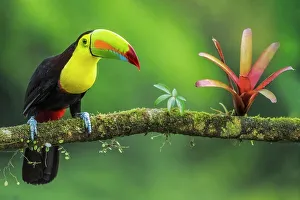 Neotropics Prints: Keel-billed Toucan (Ramphastos sulfuratus), Costa Rica