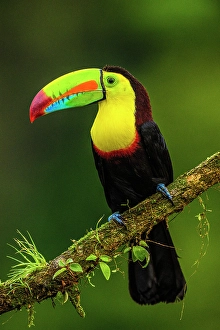 Natural Environment Prints: Keel-billed Toucan (Ramphastos sulfuratus), Laguna del Lagarto, Alajuela, Costa Rica