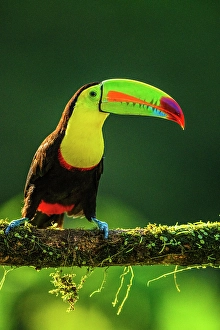 Close Ups Prints: Keel-billed Toucan (Ramphastos sulfuratus), Laguna del Lagarto, Alajuela, Costa Rica