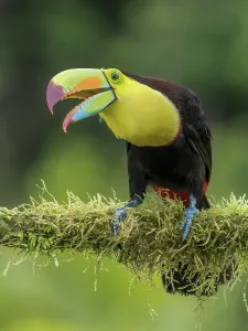 Alajuela Province Prints: Keel-billed Toucan (Ramphastos sulfuratus), Boca Tapada, Alajuela Province, Costa Rica