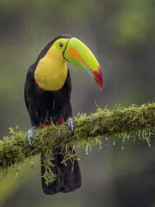 Rain Prints: Keel-billed Toucan (Ramphastos sulfuratus), Boca Tapada, Alajuela Province, Costa Rica
