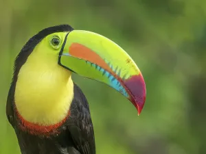 Rainforests Prints: Keel-billed Toucan (Ramphastos sulfuratus), Boca Tapada, Alajuela Province, Costa Rica