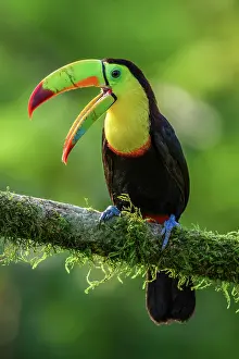 Rain Forest Prints: Keel-billed toucan (Ramphastos sulfuratus), Toucan family, Costa Rica