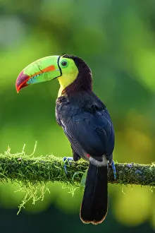 Rain Forest Prints: Keel-billed toucan (Ramphastos sulfuratus), Toucan family, Costa Rica