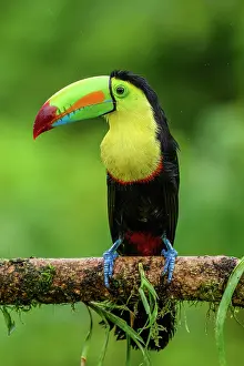Rain Forest Prints: Keel-billed toucan (Ramphastos sulfuratus), Toucan family, Costa Rica