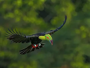 Birds In Flight Prints: Keel-billed Toucan (Ramphastos sulfuratus) in flight, Boca Tapada, Alajuela, Costa Rica