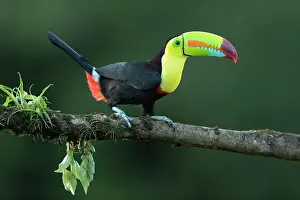 Keel-billed Toucan (Ramphastos sulfuratus) perched on branch, Lowland rainforest, Boca Tapada, Alajuela Province, Costa Rica