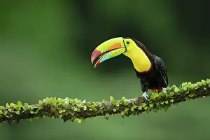 Keel-billed Toucan (Ramphastos sulfuratus) perched on branch, Lowland rainforest, Boca Tapada, Alajuela Province, Costa Rica