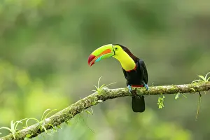 Keel-billed Toucan (Ramphastos sulfuratus) perched on branch, Lowland rainforest, Boca Tapada, Alajuela Province, Costa Rica