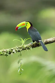 Keel-billed Toucan (Ramphastos sulfuratus) perched on branch, Lowland rainforest, Boca Tapada, Alajuela Province, Costa Rica