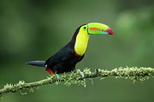 Keel-billed Toucan (Ramphastos sulfuratus) perched on branch, Lowland rainforest, Boca Tapada, Alajuela Province, Costa Rica