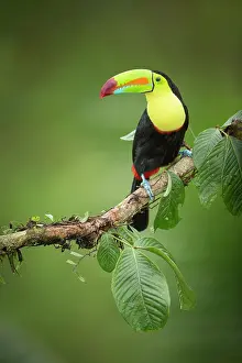 Keel-billed Toucan (Ramphastos sulfuratus) perched on branch, Lowland rainforest, Boca Tapada, Alajuela Province, Costa Rica