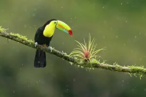 Rain Prints: Keel-billed Toucan (Ramphastos sulfuratus) perched on branch with bromeliad in rain