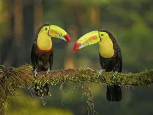Alajuela Prints: Keel-billed Toucans (Ramphastos sulfuratus), Boca Tapada, Ajauela, Costa Rica