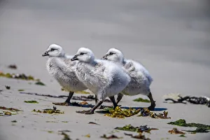 Animal Babies Prints: Kelp goose (Chloephaga hybrida), Carcass Island, West Falkland, Falkland Islands