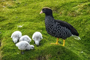 Animal Babies Prints: Kelp goose (Chloephaga hybrida), Carcass Island, West Falkland, Falkland Islands