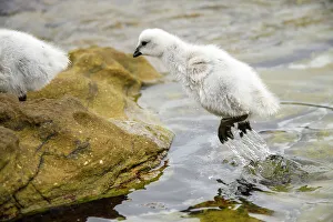 Animal Babies Prints: Kelp Goose (Chloephaga hybrida), Saunders Island, West Falkland, Falkland Islands