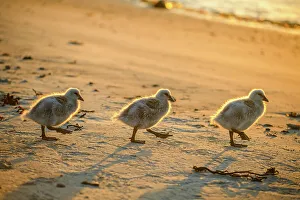 Animal Babies Prints: Kelp Goose (Chloephaga hybrida) Goslings along beach