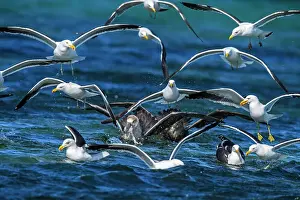 Salt Water Prints: Kelp gull (Larus dominicanus) Southern giant petrel (Macronectes giganteus) competing for offal