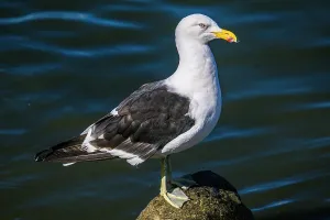 Seabirds Prints: Kelp Gull (Larus dominicanus), Ushuaia, Tierra del Fuego, Argentina