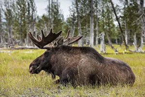 Horns Prints: Kenai peninsula, Alaska